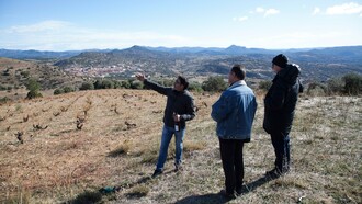 Viñedo El Reventón: Las Dehesillas (Cebreros). Foto de Antonio Torrijos