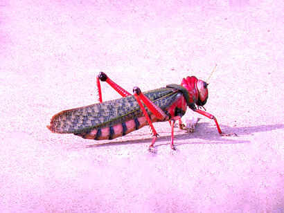 Langostón rojo o chebebe, «Tropidacris cristata»
