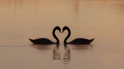 Two swans gliding on the water during the day, symbolizing love and serenity at sunrise