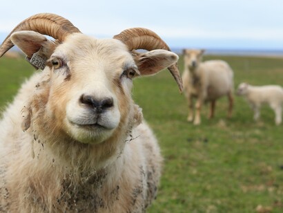 Icelandic sheep