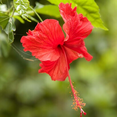 I semi dei fiori di ibiscus sono ricchi di olio
