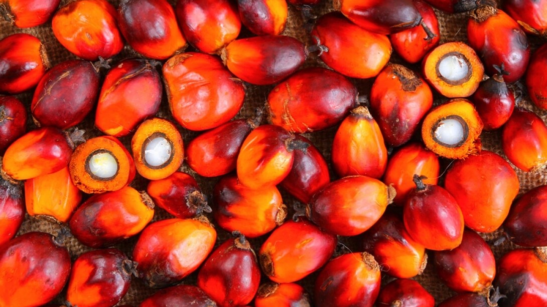 El aceite de palma se obtiene del mesocarpio de la fruta de la palma 'Elaeis guineensis'