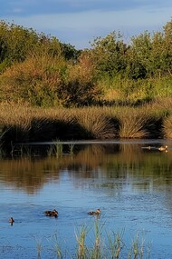L'Oasi dei Variconi di Castel Volturno è una delle aree umide più importanti della Campania, situata lungo la foce del fiume Volturno, ed è una riserva naturale ricca di biodiversità. Riserva naturale Foce Volturno Costa di Licola. Oasi dei Variconi. Castel Volturno, Italia

 