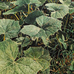 Franz Gertsch. It feels like it paints itself. Courtesy of Museum Franz Gertsch