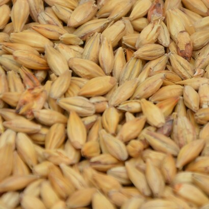 La riscoperta dei grani antichi non è solo una questione gastronomica, ma un passo fondamentale per un’agricoltura più sostenibile