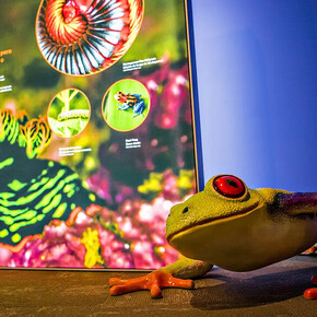Staying alive: animal defenses, exhibition view. Courtesy of the Witte Museum