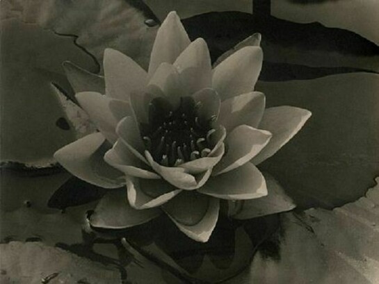 Alma Lavenson, Waterlily, 1932, Vintage gelatin silver print, 7 3/8 x 9 11/16 inches