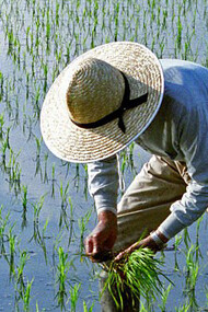 Plantación de arroz