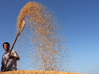 Crops Scorched