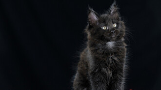 My new cat