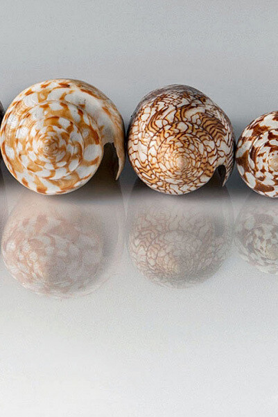 Molluscs. Courtesy of Museum für Naturkunde