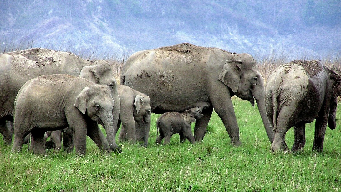 Wild elephant habitats and migration routes are threatened by mining in name of self-reliance © Ashish Kothari