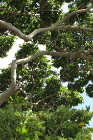Copa de Jatobá. São árvores e assim serei eu: jatobá, o chapéu de sol que veio da praia, jaqueira, o abacateiro frágil que se apruma