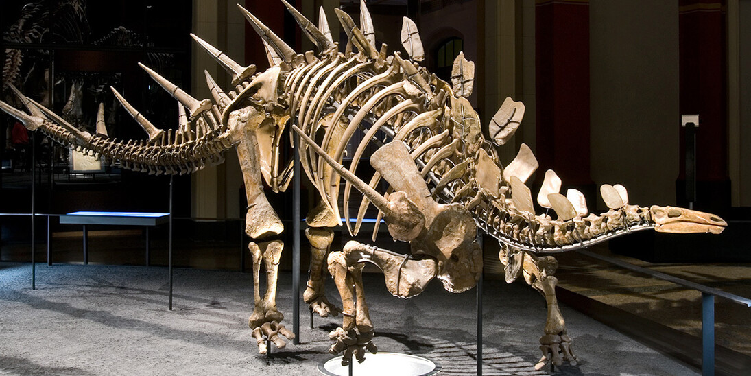 The World of Dinosaurs. Courtesy of Museum für Naturkunde