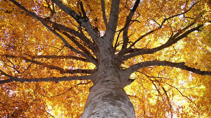 Avete mai amato un albero?