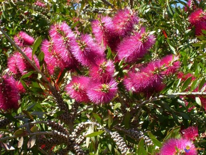 Fiori di Niaouli