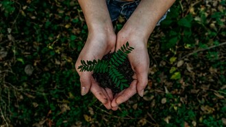 Uno studio pubblicato su New Phytologist evidenzia come la fertilità delle piante possa essere più vulnerabile al riscaldamento climatico rispetto alla crescita e alla sopravvivenza degli individui