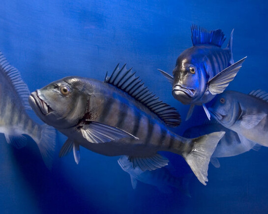 The evolution of Monte Pisano. Courtesy of Museo di Storia Naturale