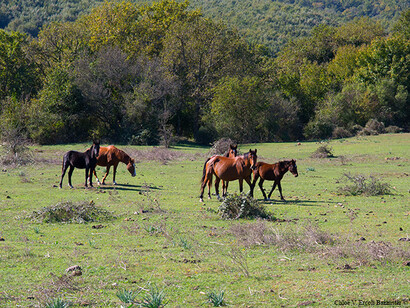 Transhumance on the Mignone