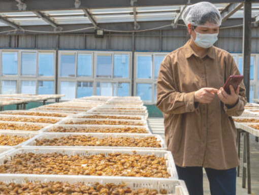 In a candied fruit processing factory, an Asian female technician applies blockchain technology to advance sustainable farming initiatives and uphold stringent food quality control measures