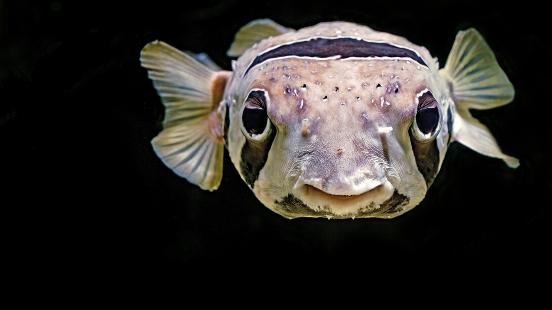 Pesce...allo specchio