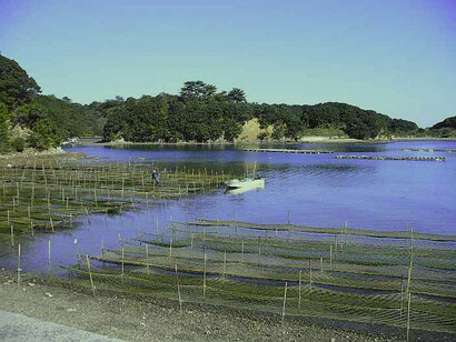 Alga comestible Porphyra