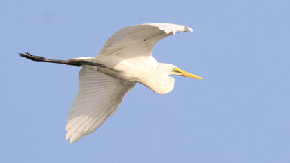 Great Egret © Gehan de Silva Wijeyeratne