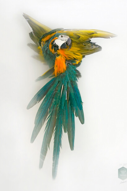 Blue and Yellow Macaw from Aves Oxi-Action, 2014, courtesy of Sinke and van Tongeren