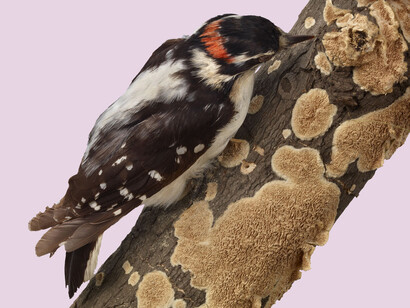 Ronald and Christina Gidwitz Hall of Birds. Courtesy of Field Museum