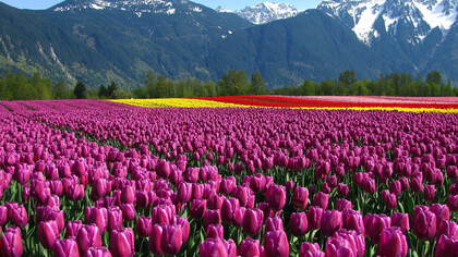 Tulip Garden in Kashmir