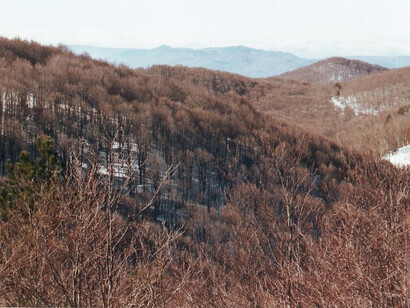 Le fredde faggete di Monte Curcio a fine inverno. Sullo sfondo la Catena Costiera. Sila Grande, Calabria, Italia