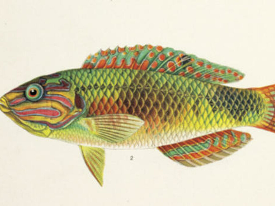 Opulent Oceans. Courtesy of American Museum of Natural History