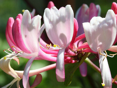 Fiori di Bach