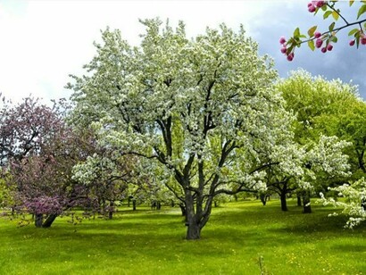 El Jardín Botánico de Montreal está no sólo plagado de plantas, sino también de árboles