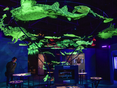 Unseen oceans, exhibition view. Courtesy of Field Museum