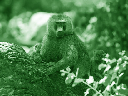 In monkeys the competition is always very high