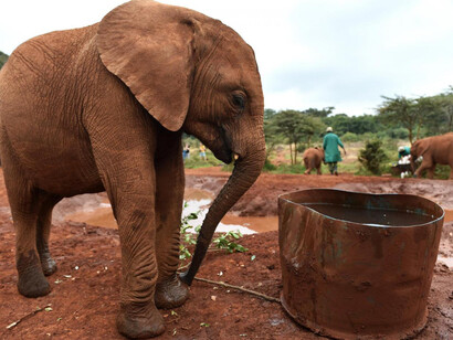 Un elefante cerca di abbeverarsi