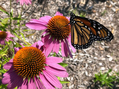 Rice native gardens, exhibition view. Courtesy of Field Museum
