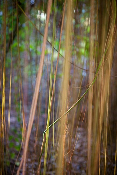 Jungle Road 12-12-14, 2012, Archival pigment print, printed 2014, 33 x 22 inches, edition of 10 © Laurie Lambrecht.