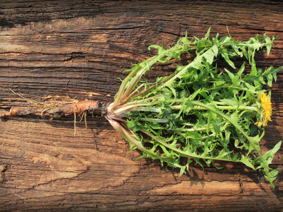 Le virtù del tarassaco