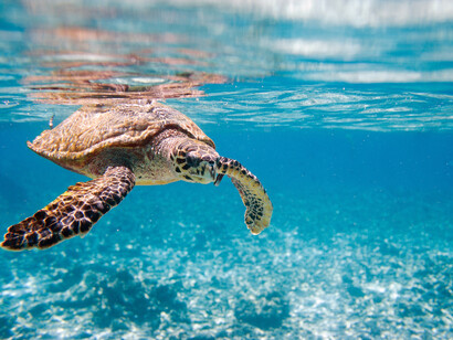 Tortuga en las aguas de Seychelles