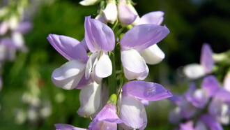 Galega officinalis (also known as Goat’s Rue and French Lilac) a perennial once used to treat symptoms of hyperglycemia with a similar bioactive compound found in Metformin which has less adverse side affects