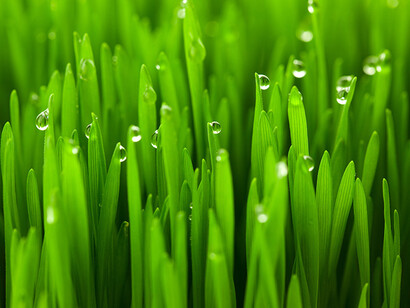 Palmarosa (Cymbopogon martinii)