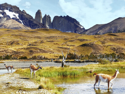 Guanacos en el Parque Nacional Torres del Paine, Chile