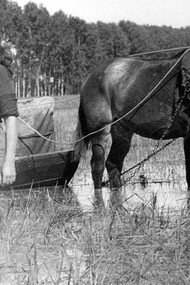 Silvano Mangano in "Riso amaro" 