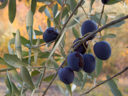 Olive nere