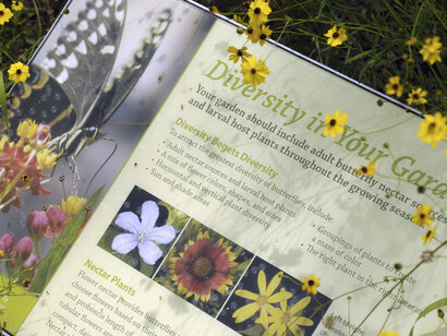 Florida Wildflower & Butterfly Garden. Courtesy of Florida Museum of Natural History