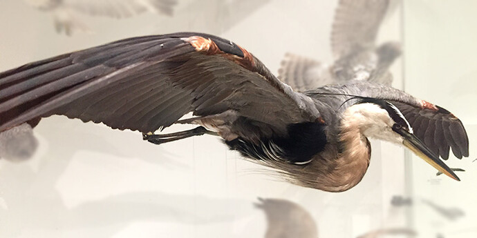 Bird Gallery. Courtesy of Canadian Museum of Nature 