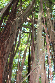  L'Arbre sacré a Nosy-Be