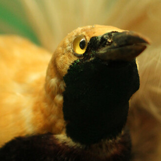 Bird of Paradise. Courtesy of Grigore Antipa National Museum of Natural History